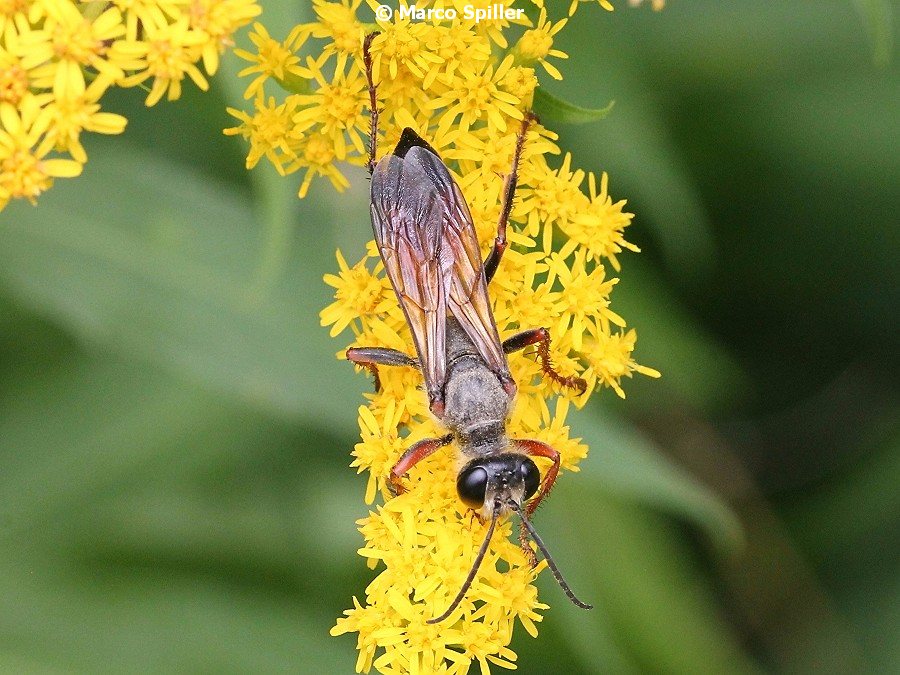 Sphecidae: Sphex flavipennis. Pi confacente S. funerarius, femmina